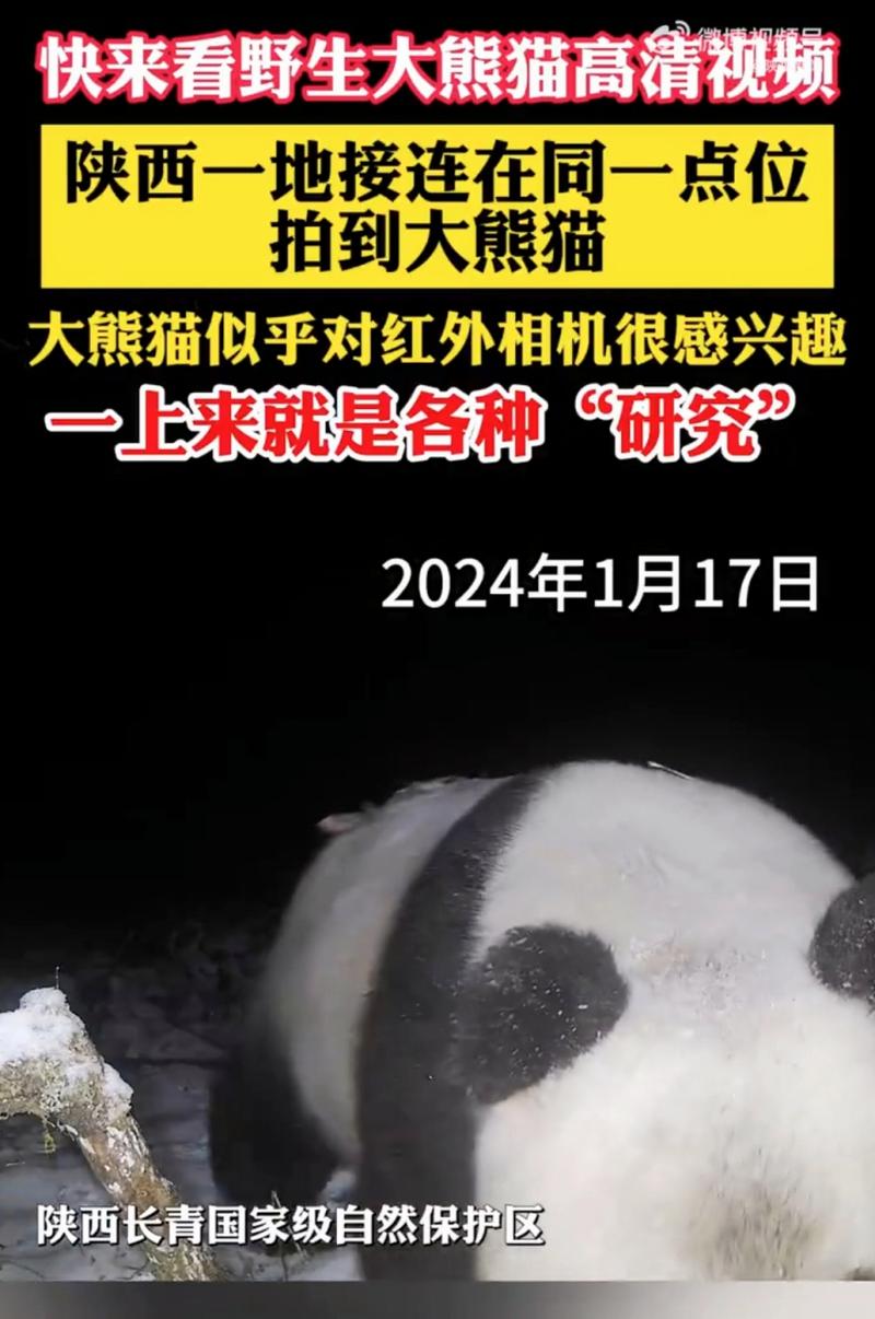 秦岭野生大熊猫首次现身这里！西安最新发现！