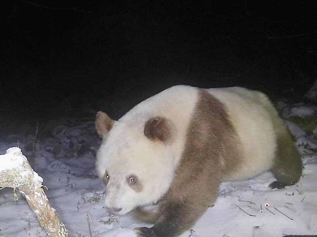 秦岭野生大熊猫首次现身这里！西安最新发现！